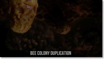 BEE COLONY DUPLICATION
