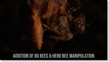 BG BEES & HERO BEE MANIPULATION